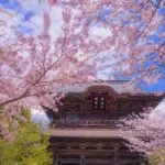 雲が散らばった明るい青空の下、咲き誇る桜の枝に囲まれた鎌倉市の伝統的な日本の寺院。